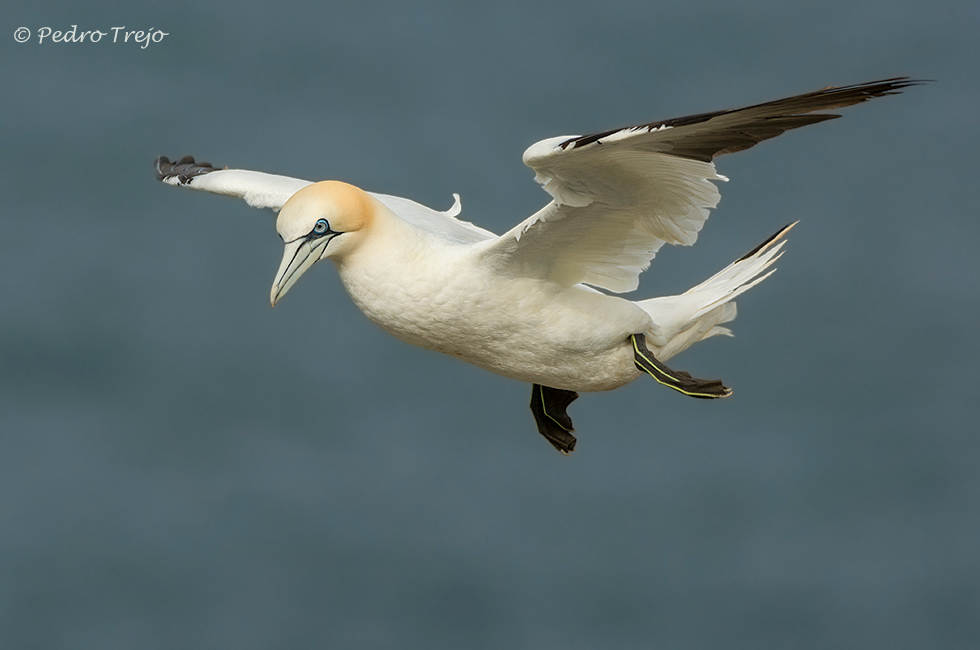 Alcatraz (Morus bassanus)